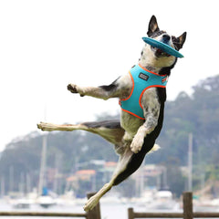 DOOG Fetch-ables Fetch-A-Disc Dog Toy Blue 8.25" x 8.25" x 0.25"