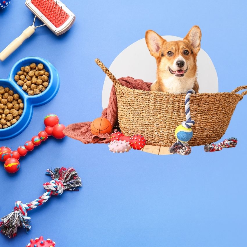 Top Pet Accessories Every Pet Enthusiast Needs