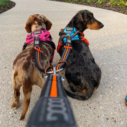 DOOG Dual Walker Leash Beethoven Black/Grey/Orange