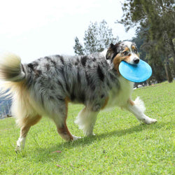 DOOG Fetch-ables Fetch-A-Disc Dog Toy Blue 8.25" x 8.25" x 0.25"